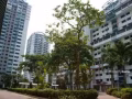 Clementi 420塊錢,  床位出租