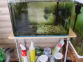七彩神仙魚