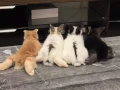 可愛兔兔出售