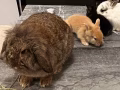 可愛兔兔出售