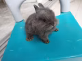可愛獅頭兔