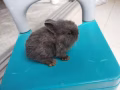 可爱狮头兔