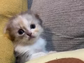 可爱小奶猫出售