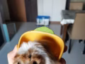 因為沒有時間照顧，便宜賣出