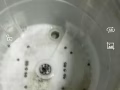 專業清洗洗衣機