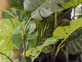超低价处理全新小地毯，人造绿色植物