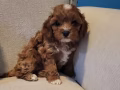 cavapoo