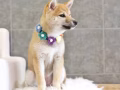 純種柴犬妹妹蹲家長｜5個月超級粘人