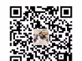 純種柴犬妹妹蹲家長｜5個月超級粘人