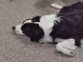 澳洲純種牧羊犬找新主人