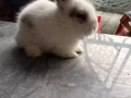 可愛獅子兔領養