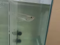小银龙鱼