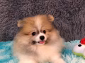 （批發價）找狗狗的鏟屎官 看過來 Wechat:Amiko0211