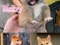 日本柴犬宝宝网红熊版脸