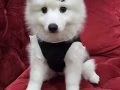 Japanese Spitz 日本銀狐