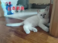 純種布偶寶寶找家