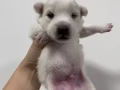 純種銀狐犬
