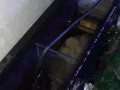 便宜處理魚缸和裝飾品