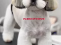 盛港寵物美容