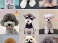 盛港寵物美容