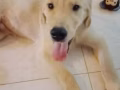 小金毛狗