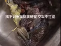 海釣螃蟹和網！便宜出間間單單抓到螃蟹魚蝦