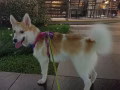 求領養