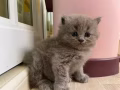 英國長毛小藍貓