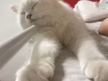 6个月猫咪弟弟找领养