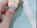 寄居蟹10塊一隻