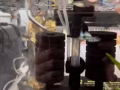 孔雀鱼