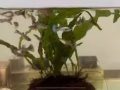 孔雀魚