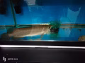 龍魚帶魚缸還有制氧機 全套處理