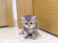 藍金25色妹妹
