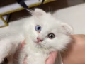Scottish fo kitten for adoption with fee