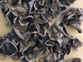 东北黑木耳