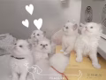 布偶猫