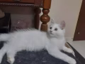 Maincoon kitten for adoption