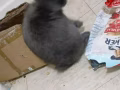 灰色兔子，價格可議