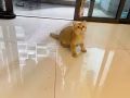 折耳英短