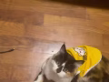 7个月三花猫有偿领养