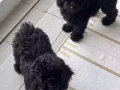 Puppy for rehome