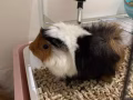 3隻雄性荷蘭豬 （2歲， 4歲， 4歲） 出售