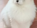 純種布偶貓