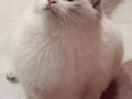 純種布偶貓