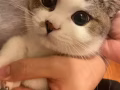 愛心領養