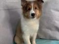 設得蘭牧羊犬 優雅俊公 高級完美線條 Whatsapp: 8175 4255