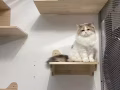 領養代替購買