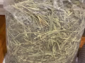 出倉鼠籠子