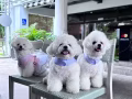 狗狗寄宿日托服務